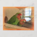 Search for lovebird postcards Colourful