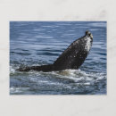 Search for humpback postcards Marine life
