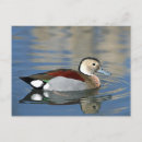Search for ringed postcards Water