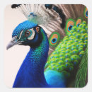 Search for peafowl stickers Peacock
