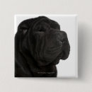 Search for studio shot badges One animal