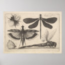 Search for vintage dragonfly posters Moth