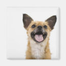 Search for panting magnets Humour