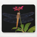 Search for flying dragon electronics Flower