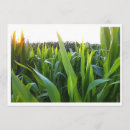 Search for corn field Rural