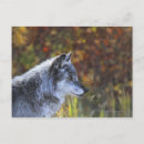 Search for lupus postcards Horizontal