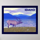 Search for wapiti posters Wildlife