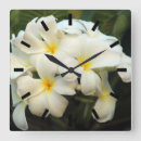 Search for frangipani flower art Tropical