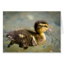 Search for young photography Baby animals