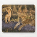Search for panthera leo electronics Masai mara