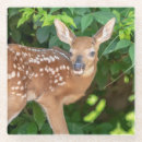 Search for fawn coasters Animal