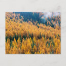 Search for larch tree postcards Fall