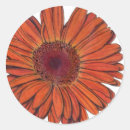 Search for orange gerbera stickers Botanical