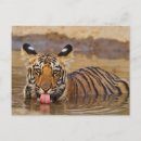 Search for bengal cats postcards Asian