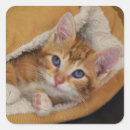 Search for orange kitten stickers Pet