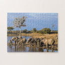 Search for african elephant puzzles Animal