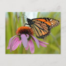 Search for monarchs postcards Nature