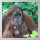 Search for orangutan posters Ape