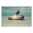 Search for flippers posters Animal
