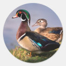 Search for lakeside stickers Bird