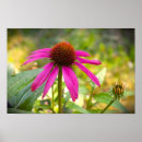 Search for coneflower posters Nature