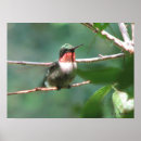 Search for ruby throated posters Nature