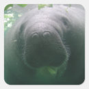 Search for manatee labels Animal