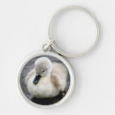 Search for swan key rings Swimming