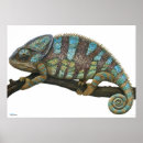 Search for chameleon posters Iguana