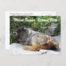 Search for marmot postcards Animals