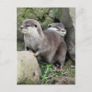 Search for mustelid postcards Nature