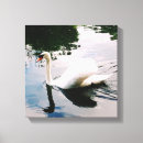 Search for swans canvas prints White swan