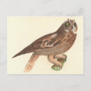 Search for owl ears postcards Bird