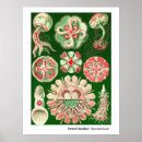 Search for cnidaria posters Discomedusae