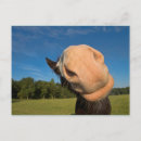 Search for funny faces postcards Sweet