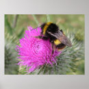 Search for bumblebee posters Insect
