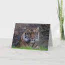 Search for bengal cat cards Animal