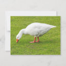 Search for grazing cards Wildlife