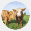 Search for highlands stickers Cattle
