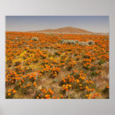 Search for california poppy art Photography