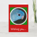 Search for parakeet christmas cards Parrot