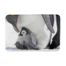 Search for penguin bath mats Bird