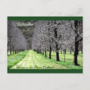 Search for pecan postcards Nut