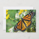 Search for yellow leafs postcards Butterfly