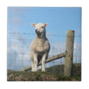 Search for lamb tiles Animals