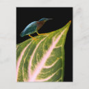Search for values postcards Green