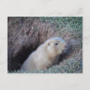 Search for burrows cards invites Nature