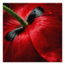 Search for rose macro posters Close up