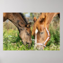 Search for colts posters Foal
