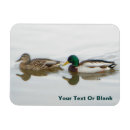 Search for mallards magnets Wildlife